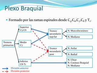 Plexo Braquial
   Formado por las ramas espinales desde C5,C6,C7,C8 y T1.

              Superior
              C5-C6            Tronco       N. Musculocutáneo
                               secundario
                               sup/lat      N. Mediano

Troncos       Medio
primarios     C7
                               Tronco       N. Axilar
                               secundario
                               post         N. Radial

                                            N. Ulnar
              Inferior
                                            N. Cutáneo Braquial
              C8-T1
                                            N. Mediano
      División anterior
      División posterior
 