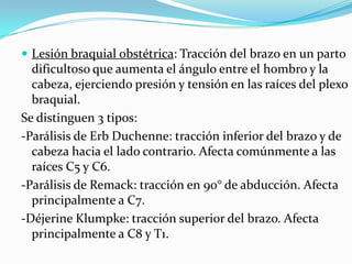  Lesión braquial obstétrica: Tracción del brazo en un parto
  dificultoso que aumenta el ángulo entre el hombro y la
  cabeza, ejerciendo presión y tensión en las raíces del plexo
  braquial.
Se distinguen 3 tipos:
-Parálisis de Erb Duchenne: tracción inferior del brazo y de
  cabeza hacia el lado contrario. Afecta comúnmente a las
  raíces C5 y C6.
-Parálisis de Remack: tracción en 90° de abducción. Afecta
  principalmente a C7.
-Déjerine Klumpke: tracción superior del brazo. Afecta
  principalmente a C8 y T1.
 