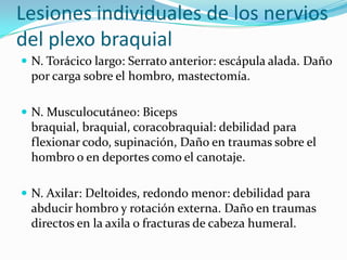Lesiones individuales de los nervios
del plexo braquial
 N. Torácico largo: Serrato anterior: escápula alada. Daño
 por carga sobre el hombro, mastectomía.

 N. Musculocutáneo: Biceps
 braquial, braquial, coracobraquial: debilidad para
 flexionar codo, supinación, Daño en traumas sobre el
 hombro o en deportes como el canotaje.

 N. Axilar: Deltoides, redondo menor: debilidad para
 abducir hombro y rotación externa. Daño en traumas
 directos en la axila o fracturas de cabeza humeral.
 