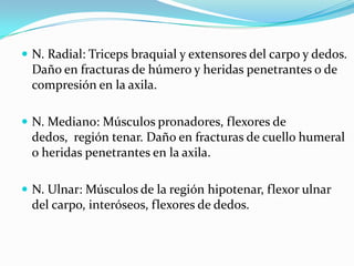  N. Radial: Triceps braquial y extensores del carpo y dedos.
 Daño en fracturas de húmero y heridas penetrantes o de
 compresión en la axila.

 N. Mediano: Músculos pronadores, flexores de
 dedos, región tenar. Daño en fracturas de cuello humeral
 o heridas penetrantes en la axila.

 N. Ulnar: Músculos de la región hipotenar, flexor ulnar
 del carpo, interóseos, flexores de dedos.
 