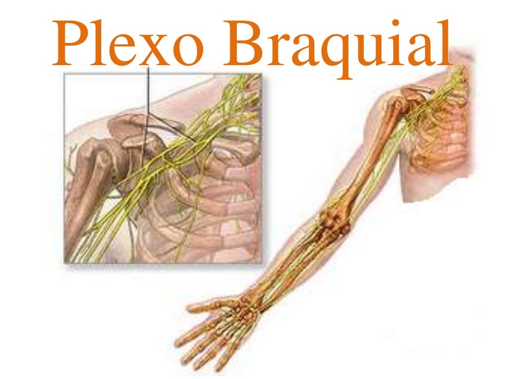 Plexo braquial Plexo braquial