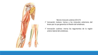 Ramosdelfascículolateral
Nervio músculo cutáneo (C5-C7)
 Inervación motora: Inerva a los músculos anteriores del
brazo por lo que garantiza la flexión del antebrazo.
 Inervación cutánea: Inerva los tegumentos de la región
antero lateral del antebrazo.
 