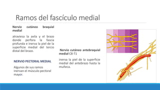 Ramos del fascículo medial
NERVIO PECTORAL MEDIAL
Algunos de sus ramos
inervan el músculo pectoral
mayor.
Nervio cutáneo braquial
medial
atraviesa la axila y el brazo
donde perfora la fascia
profunda e inerva la piel de la
superficie medial del tercio
distal del brazo. Nervio cutáneo antebraquial
medial C8-T1
inerva la piel de la superficie
medial del antebrazo hasta la
muñeca.
 