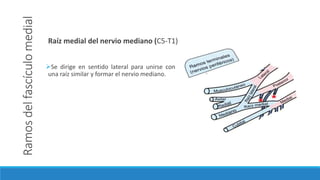Ramosdelfascículomedial
Se dirige en sentido lateral para unirse con
una raíz similar y formar el nervio mediano.
Raíz medial del nervio mediano (C5-T1)
 