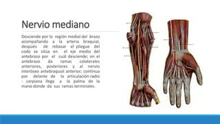 Nervio mediano
Desciende por la región medial del brazo
acompañando a la arteria braquial,
después de rebasar el pliegue del
codo se sitúa en el eje medio del
antebrazo por el cuál desciende; en el
antebrazo da ramas colaterales
anteriores, posteriores y al nervio
interóseo antebraquial anterior; continua
por delante de la articulación radio
- carpiana llega a la palma de la
mano donde da sus ramas terminales.
 
