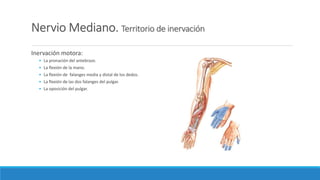 Nervio Mediano. Territorio de inervación
Inervación motora:
• La pronación del antebrazo.
• La flexión de la mano.
• La flexión de falanges media y distal de los dedos.
• La flexión de las dos falanges del pulgar.
• La oposición del pulgar.
 