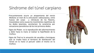 Síndrome del túnel carpiano
•Frecuentemente ocurre un atrapamiento del nervio
Mediano al nivel de la articulación radiocarpiana, entre
huesos del carpo y retináculo de los flexores,
invocándose como causas los movimientos repetitivos de
los dedos (pianistas, secretarias). Se caracteriza por
sensaciones parestésicas de los tres primeros dedos.
•Signo de Phalen es la reproducción del adormecimiento
y dolor hacia la mano al realizar la hiperflexión de la
muñeca.
•Signo de Tinel es la sensación de sacudida u hormigueo
que se irradia hacia el territorio de distribución del
nervio en la mano al percutir sobre el mismo en la
muñeca.
 