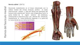 Nervio cubital: (C8-T1)
Desciende medialmente en el brazo relacionado con la
cabeza medial del tríceps braquial, perfora el septo
intermuscular medial y baja por detrás del epitróclea del
húmero solo cubierto por fascia y piel, dirigiéndose hacia la
parte medial de la región anterior del antebrazo,
continuando su descenso pasa por delante del retináculo,
medialmente al hueso pisiforme, llegando a la palma de
la mano donde da sus ramas terminales.
Ramosdelfascículomedial
 