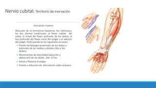 Nervio cubital: Territorio de inervación
Inervación motora:
Músculos de la eminencia hipotenar, los interoseos,
los dos últimos lumbricales, el flexor cubital del
carpo, la mitad del flexor profundo de los dedos, el
haz profundo del flexor corto del pulgar y el aductor
del pulgar. Participando en las siguientes acciones:
• Flexión de falanges proximales de los dedos y
extensión de las medias y dístales (4to y 5to
dedos).
• Movimientos de lateralidad (aducción y
abducción) de los dedos 2do al 5to.
• Aduce y flexiona al pulgar
• Flexión y Aducción de articulación radio carpiana.
 
