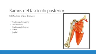 Ramos del fascículo posterior
Este fascículo origina 5 nervios:
◦ El subescapular superior
◦ El toracodorsal
◦ El subescapular inferior
◦ El axilar
◦ El radial
 