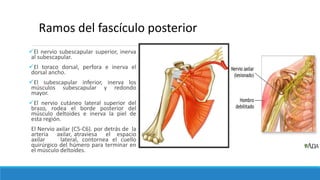 El nervio subescapular superior, inerva
al subescapular.
El toraco dorsal, perfora e inerva el
dorsal ancho.
El subescapular inferior, inerva los
músculos subescapular y redondo
mayor.
El nervio cutáneo lateral superior del
brazo, rodea el borde posterior del
músculo deltoides e inerva la piel de
esta región.
El Nervio axilar (C5-C6). por detrás de la
arteria axilar, atraviesa el espacio
axilar lateral, contornea el cuello
quirúrgico del húmero para terminar en
el músculo deltoides.
Ramos del fascículo posterior
 
