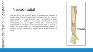 Ramosdelfascículoposterior
Pasa por detrás de la arteria axilar, en su descenso atraviesa el
espacio axilar inferior, se sitúa en el canal de torsión del húmero
contorneando la cara posterior de su diáfisis, se dirige
lateralmente y perfora al septo intermuscular lateral
apareciendo en la región anterior del brazo cruzando
ventralmente al epicóndilo lateral del humero para, a nivel de la
cabeza del radio, emitir sus dos ramos terminales: anterior y
posterior, las que continúan su trayecto por el antebrazo hasta la
mano.
Nervio radial
 