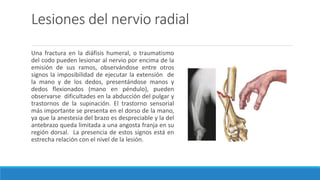 Lesiones del nervio radial
Una fractura en la diáfisis humeral, o traumatismo
del codo pueden lesionar al nervio por encima de la
emisión de sus ramos, observándose entre otros
signos la imposibilidad de ejecutar la extensión de
la mano y de los dedos, presentándose manos y
dedos flexionados (mano en péndulo), pueden
observarse dificultades en la abducción del pulgar y
trastornos de la supinación. El trastorno sensorial
más importante se presenta en el dorso de la mano,
ya que la anestesia del brazo es despreciable y la del
antebrazo queda limitada a una angosta franja en su
región dorsal. La presencia de estos signos está en
estrecha relación con el nivel de la lesión.
 