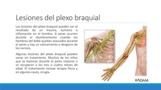 Lesiones del plexo braquial
Las lesiones del plexo braquial pueden ser el
resultado de un trauma, tumores o
inflamación en el hombro. A veces ocurren
durante el alumbramiento cuando los
hombros del bebé quedan atascados durante
el parto y hay un estiramiento o desgarro de
los nervios.
Algunas lesiones del plexo braquial pueden
sanar sin tratamiento. Muchos de los niños
que se lesionan durante el parto mejoran o
se recuperan a los tres o cuatro meses de
edad. El tratamiento incluye terapia física y
en algunos casos, cirugía.
 