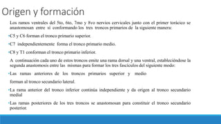 Origen y formación
Los ramos ventrales del 5to, 6to, 7mo y 8vo nervios cervicales junto con el primer torácico se
anastomosan entre sí conformando los tres troncos primarios de la siguiente manera:
•C5 y C6 forman el tronco primario superior.
•C7 independientemente forma el tronco primario medio.
•C8 y T1 conforman el tronco primario inferior.
A continuación cada uno de estos troncos emite una rama dorsal y una ventral, estableciéndose la
segunda anastomosis entre las mismas para formar los tres fascículos del siguiente modo:
•Las ramas anteriores de los troncos primarios superior y medio
forman al tronco secundario lateral.
•La rama anterior del tronco inferior continúa independiente y da origen al tronco secundario
medial
•Las ramas posteriores de los tres troncos se anastomosan para constituir el tronco secundario
posterior.
 