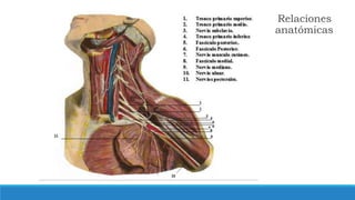 Relaciones
anatómicas
 