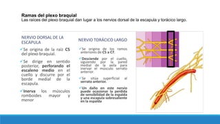 Ramas del plexo braquial
Las raíces del plexo braquial dan lugar a los nervios dorsal de la escapula y torácico largo.
NERVIO DORSAL DE LA
ESCAPULA
Se origina de la raíz C5
del plexo braquial.
Se dirige en sentido
posterior, perforando el
escaleno medio en el
cuello y discurre por el
borde medial de la
escapula.
Inerva los músculos
romboides mayor y
menor
NERVIO TORÁCICO LARGO
Se origina de los ramos
anteriores de C5 a C7.
Desciende por el cuello,
siguiendo por la pared
medial de la axila para
inervar el músculo serrato
anterior.
Se sitúa superficial al
serrato anterior.
Un daño en este nervio
puede ocasionar la perdida
de sensibilidad de la espalda
y una escapula sobresaliente
en la espalda
 