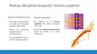 Ramas del plexo braquial: tronco superior
NERVIO SUPRAESCAPULAR
Se dirige lateralmente
a través del triangulo
posterior del cuello.
Inerva los músculos
supraespinoso e
infraespinoso.
Es acompañado por la
arteria supraescapular.
NERVIO SUBCLAVIO
Se origina en el tronco
superior del plexo braquial.
(C5 y C6)
Se dirige anteroinferiormente
sobre la arteria y la vena
subclavias.
 