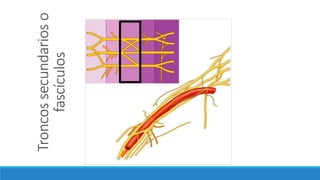 Troncossecundarioso
fascículos
 