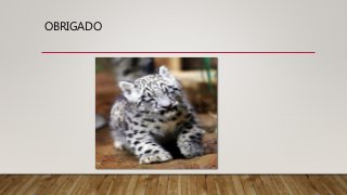 OBRIGADO