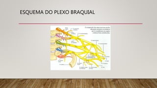 ESQUEMA DO PLEXO BRAQUIAL