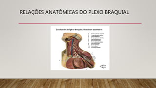 RELAÇÕES ANATÔMICAS DO PLEXO BRAQUIAL