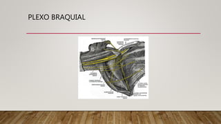 PLEXO BRAQUIAL