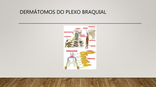 DERMÁTOMOS DO PLEXO BRAQUIAL