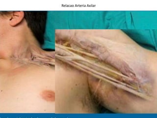 Relacao Arteria Axilar
 