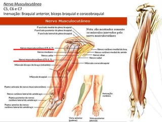 Nervo Musculocutâneo
C5, C6 e C7
Inervação: Braquial anterior, bíceps braquial e coracobraquial
 