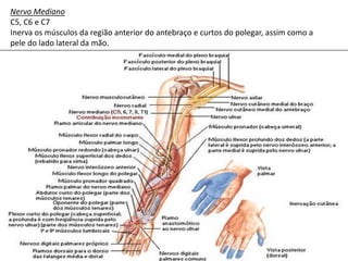 Nervo Mediano
C5, C6 e C7
Inerva os músculos da região anterior do antebraço e curtos do polegar, assim como a
pele do lado lateral da mão.
 