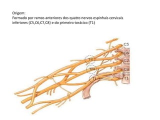 Origem:
Formado por ramos anteriores dos quatro nervos espinhais cervicais
inferiores (C5,C6,C7,C8) e do primeiro torácico (T1)
 