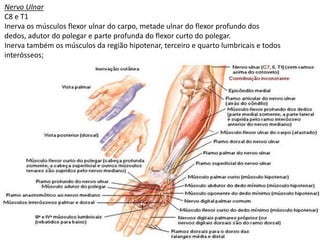 Nervo Ulnar
C8 e T1
Inerva os músculos flexor ulnar do carpo, metade ulnar do flexor profundo dos
dedos, adutor do polegar e parte profunda do flexor curto do polegar.
Inerva também os músculos da região hipotenar, terceiro e quarto lumbricais e todos
interósseos;
 