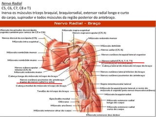Nervo Radial
C5, C6, C7, C8 e T1
Inerva os músculos tríceps braquial, braquiorradial, extensor radial longo e curto
do carpo, supinador e todos músculos da região posterior do antebraço.
 