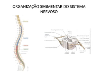 ORGANIZAÇÃO SEGMENTAR DO SISTEMA
NERVOSO
 