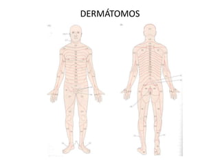 DERMÁTOMOS
 