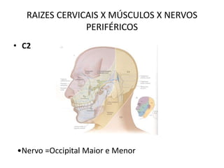 RAIZES CERVICAIS X MÚSCULOS X NERVOS
PERIFÉRICOS
• C2
•Nervo =Occipital Maior e Menor
 
