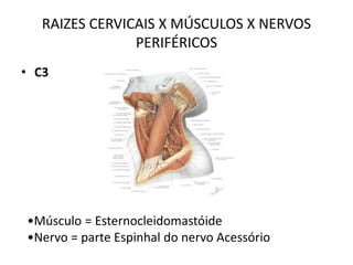 • C3
RAIZES CERVICAIS X MÚSCULOS X NERVOS
PERIFÉRICOS
•Músculo = Esternocleidomastóide
•Nervo = parte Espinhal do nervo Acessório
 