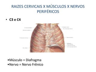 • C3 e C4
•Músculo = Diafragma
•Nervo = Nervo Frênico
RAIZES CERVICAIS X MÚSCULOS X NERVOS
PERIFÉRICOS
 