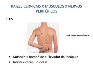 • C5
RAIZES CERVICAIS X MÚSCULOS X NERVOS
PERIFÉRICOS
• Músculo = Rombóide e Elevador da Escápula
• Nervo = escápulo-dorsal
PARTICIPA TAMBÉM C4
 