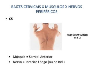 • C5
RAIZES CERVICAIS X MÚSCULOS X NERVOS
PERIFÉRICOS
• Músculo = Serrátil Anterior
• Nervo = Torácico Longo (ou de Bell)
PARTICIPAM TAMBÉM
C6 E C7
 