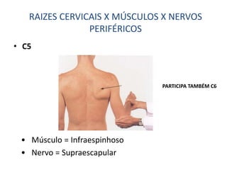 • C5
RAIZES CERVICAIS X MÚSCULOS X NERVOS
PERIFÉRICOS
• Músculo = Infraespinhoso
• Nervo = Supraescapular
PARTICIPA TAMBÉM C6
 