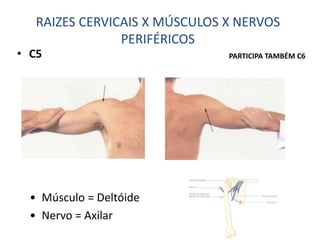 • C5
• Músculo = Deltóide
• Nervo = Axilar
RAIZES CERVICAIS X MÚSCULOS X NERVOS
PERIFÉRICOS
PARTICIPA TAMBÉM C6
 