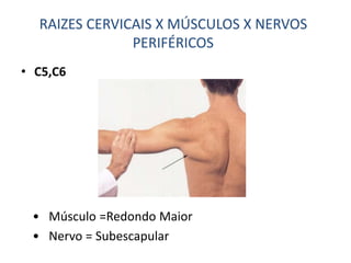 • C5,C6
• Músculo =Redondo Maior
• Nervo = Subescapular
RAIZES CERVICAIS X MÚSCULOS X NERVOS
PERIFÉRICOS
 