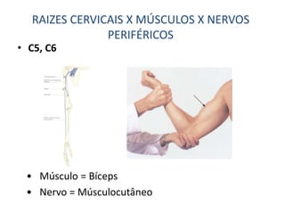 • C5, C6
• Músculo = Bíceps
• Nervo = Músculocutâneo
RAIZES CERVICAIS X MÚSCULOS X NERVOS
PERIFÉRICOS
 