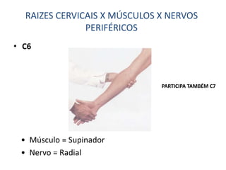 • C6
• Músculo = Supinador
• Nervo = Radial
RAIZES CERVICAIS X MÚSCULOS X NERVOS
PERIFÉRICOS
PARTICIPA TAMBÉM C7
 