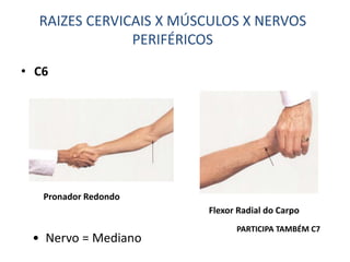 • C6
• Nervo = Mediano
Flexor Radial do Carpo
Pronador Redondo
RAIZES CERVICAIS X MÚSCULOS X NERVOS
PERIFÉRICOS
PARTICIPA TAMBÉM C7
 