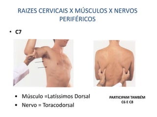• C7
• Músculo =Latíssimos Dorsal
• Nervo = Toracodorsal
RAIZES CERVICAIS X MÚSCULOS X NERVOS
PERIFÉRICOS
PARTICIPAM TAMBÉM
C6 E C8
 