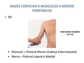 • C7
• Músculo = Peitoral Menor (Cabeça Esternocostal)
• Nervo = Peitoral Lateral e Medial
RAIZES CERVICAIS X MÚSCULOS X NERVOS
PERIFÉRICOS
PARTICIPAM TAMBÉM
C6 E C8
 