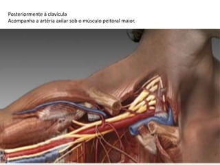Posteriormente à clavícula
Acompanha a artéria axilar sob o músculo peitoral maior.
 